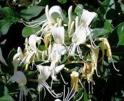 Lonicera japonica Thuno